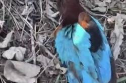 FIFA买球网站 -白胸、红嘴、翡翠背！鸟界“顔(yán)值担当”，来头不小！